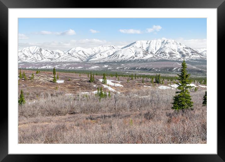 Edge of Tree line and Tundra in Denali National Park with snow covered mountains behind, Alaska, USA Framed Mounted Print by Dave Collins