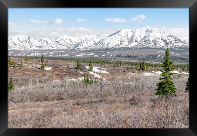 Edge of Tree line and Tundra in Denali National Park with snow covered mountains behind, Alaska, USA Framed Print by Dave Collins