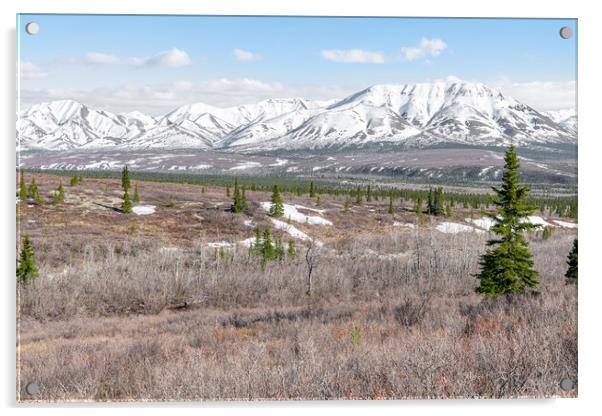 Edge of Tree line and Tundra in Denali National Park with snow covered mountains behind, Alaska, USA Acrylic by Dave Collins