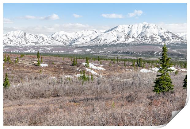 Edge of Tree line and Tundra in Denali National Park with snow covered mountains behind, Alaska, USA Print by Dave Collins
