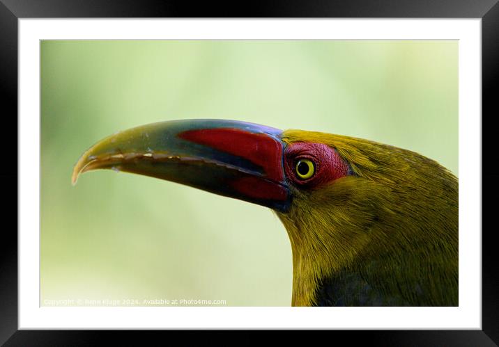 Saffron toucanet's eye Framed Mounted Print by Rene Kluge
