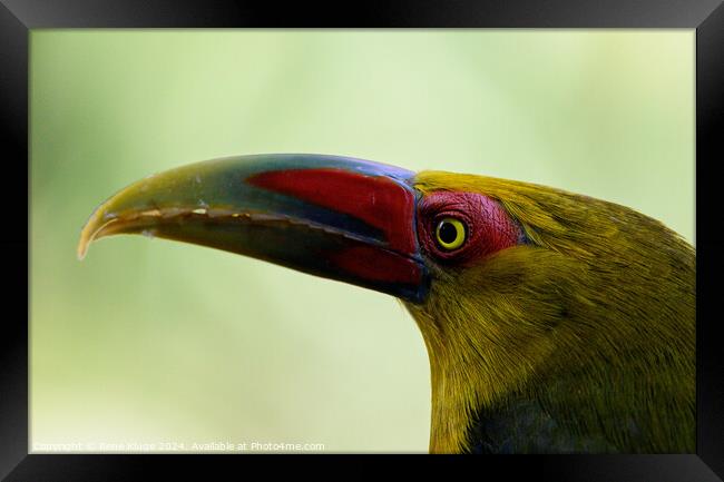 Saffron toucanet's eye Framed Print by Rene Kluge