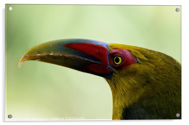 Saffron toucanet's eye Acrylic by Rene Kluge