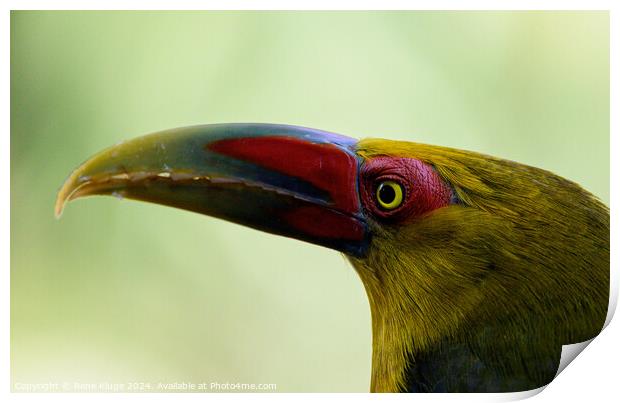 Saffron toucanet's eye Print by Rene Kluge