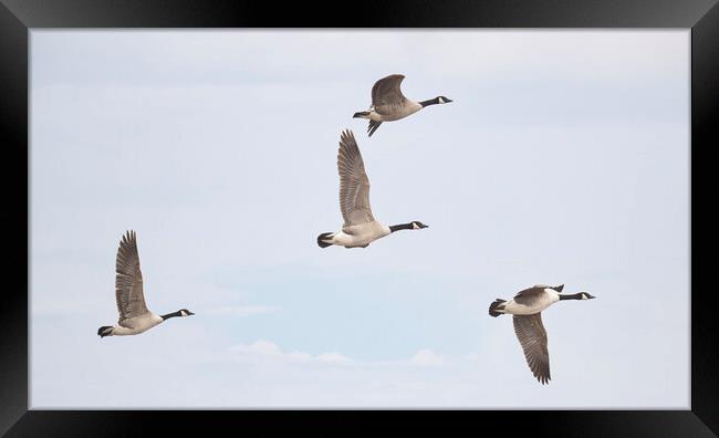 flying Canada geese Framed Print by kathy white