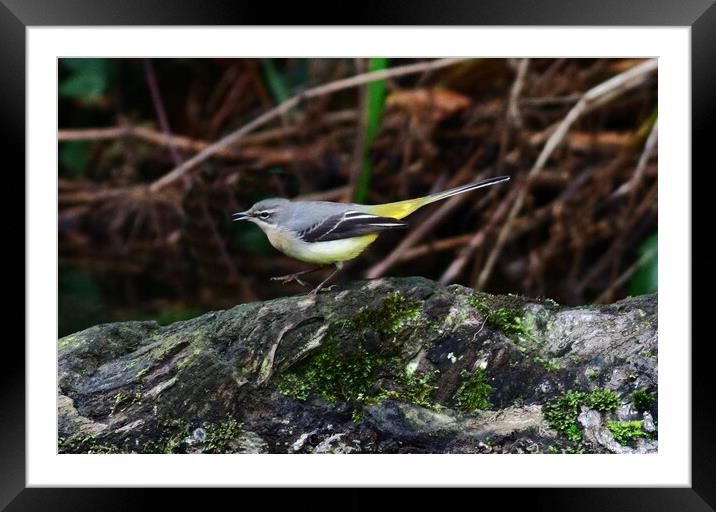 Grey Wagtail bird Framed Mounted Print by Bryan 4Pics