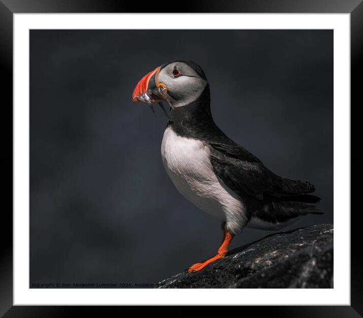 Puffin portrait  Framed Mounted Print by Don Alexander Lumsden