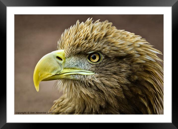Golden Eagle Framed Mounted Print by Don Alexander Lumsden