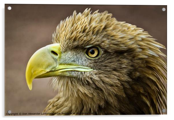 Golden Eagle Acrylic by Don Alexander Lumsden