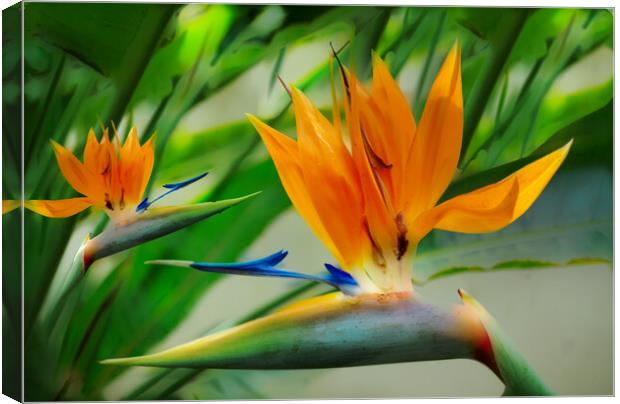 Bird of Paradise Flower Canvas Print by Zenith Photography