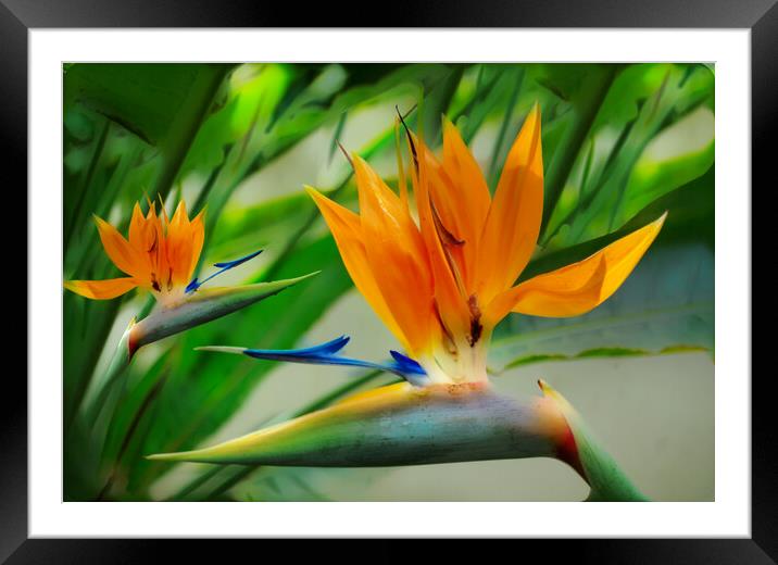 Bird of Paradise Flower Framed Mounted Print by Zenith Photography