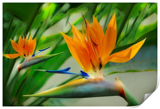 Bird of Paradise Flower Print by Zenith Photography