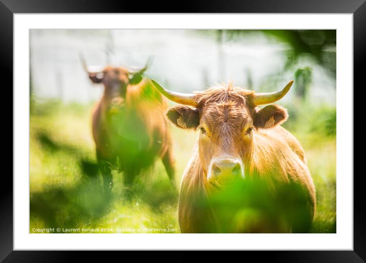 Two Salers cows cattle photographed in the nature Framed Mounted Print by Laurent Renault
