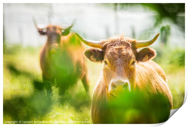 Two Salers cows cattle photographed in the nature Print by Laurent Renault