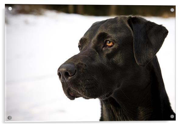 Black Labrador portrait Acrylic by Simon Wrigglesworth