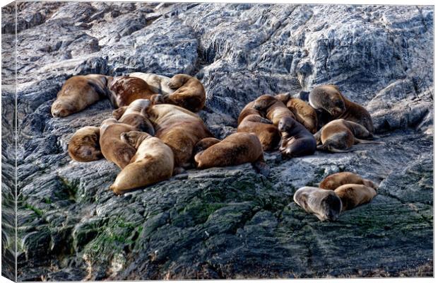 Seal colony Canvas Print by Steve Painter