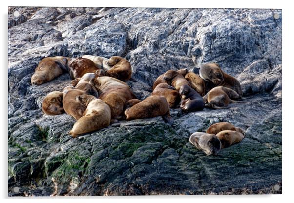 Seal colony Acrylic by Steve Painter