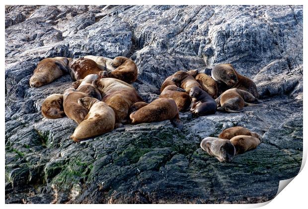 Seal colony Print by Steve Painter