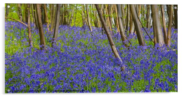 Bluebell Wood Acrylic by Stuart Wyatt