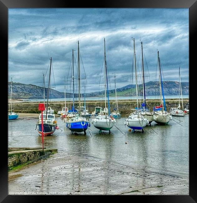 Sailing Yachts Lyme Regis Framed Print by Sheila Ramsey