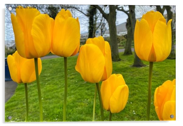 Yellow Tulips Acrylic by Jim Jones