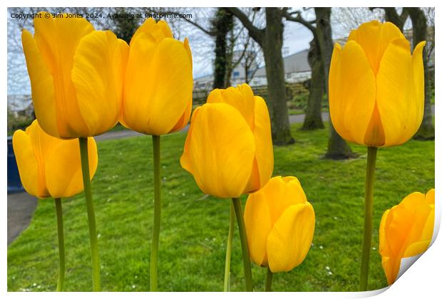 Yellow Tulips Print by Jim Jones
