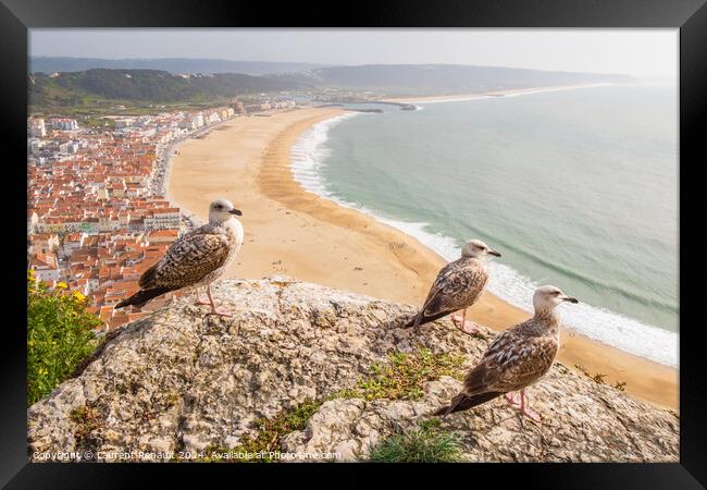 Aerial view of  Nazaré town observed by yellow-legged gulls in  Framed Print by Laurent Renault