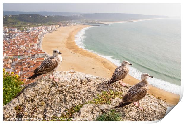 Aerial view of  Nazaré town observed by yellow-legged gulls in  Print by Laurent Renault