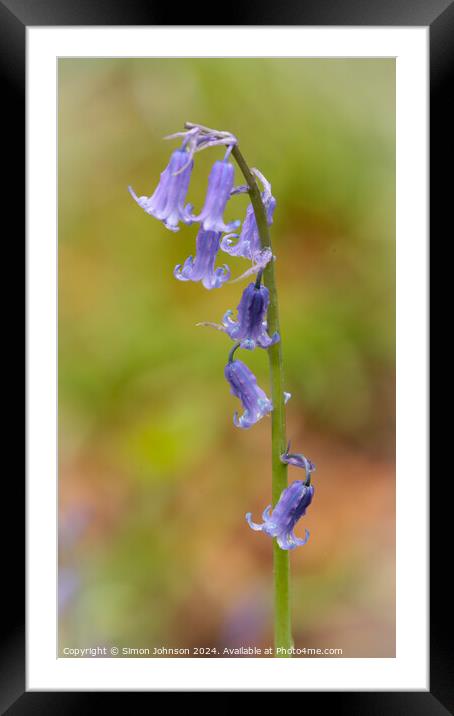 Plant flower Framed Mounted Print by Simon Johnson