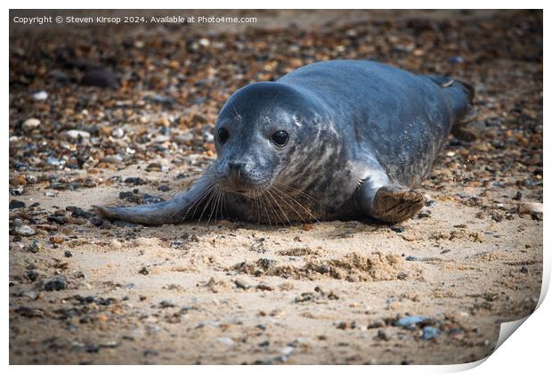 Seal pup   Print by Steven Kirsop