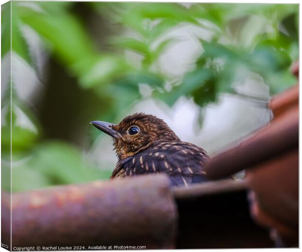 Baby blackbird  Canvas Print by Rachel Louise