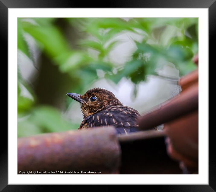 Baby blackbird  Framed Mounted Print by Rachel Louise