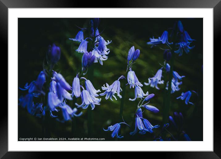 Bluebells Framed Mounted Print by Ian Donaldson