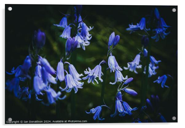 Bluebells Acrylic by Ian Donaldson