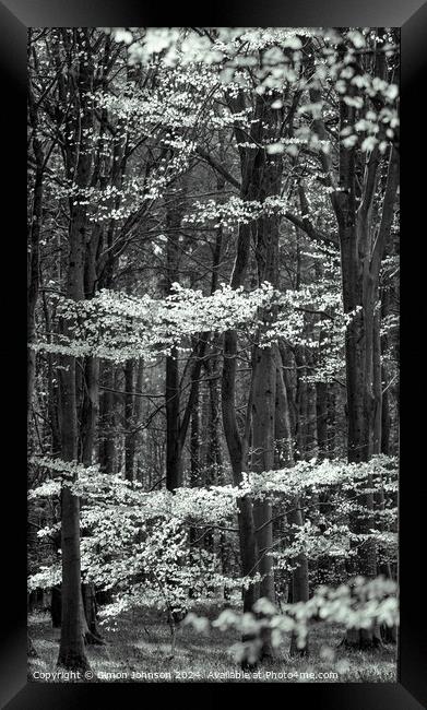 A tree in a forest Framed Print by Simon Johnson