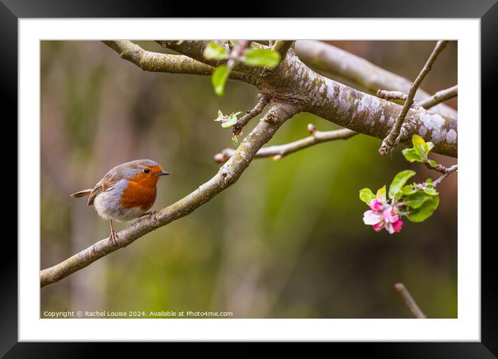 Robin watching a pink flower  Framed Mounted Print by Rachel Louise