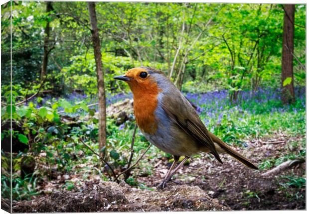 Curious Robin Redbreast in Bluebell Woods  Canvas Print by Alice Rose