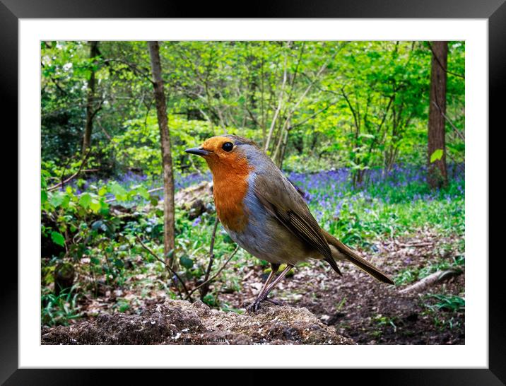 Curious Robin Redbreast in Bluebell Woods  Framed Mounted Print by Alice Rose Lenton