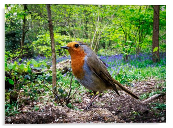 Curious Robin Redbreast in Bluebell Woods  Acrylic by Alice Rose Lenton