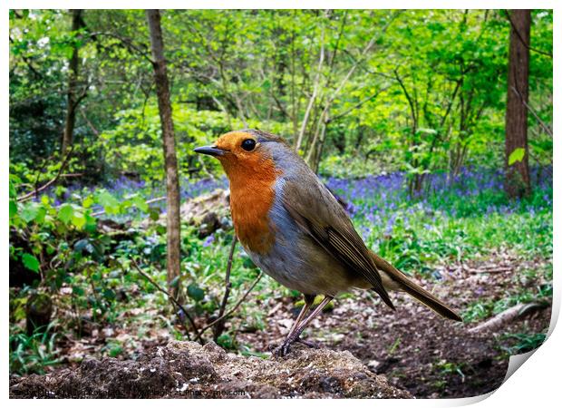 Curious Robin Redbreast in Bluebell Woods  Print by Alice Rose Lenton