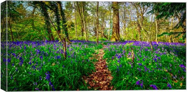 English Bluebell Wood Path Canvas Print by Alice Rose Lenton