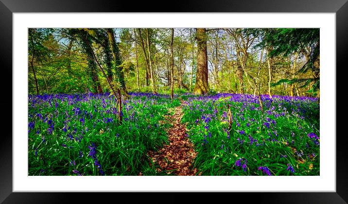 English Bluebell Wood Path Framed Mounted Print by Alice Rose Lenton