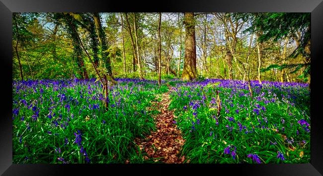 English Bluebell Wood Path Framed Print by Alice Rose Lenton