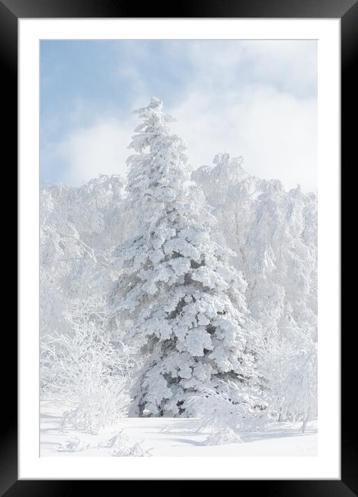 Oh... Christmas Tree Framed Mounted Print by Alex Fukuda