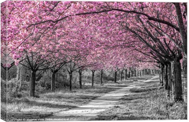 Charming cherry blossom alley in pink Canvas Print by Melanie Viola