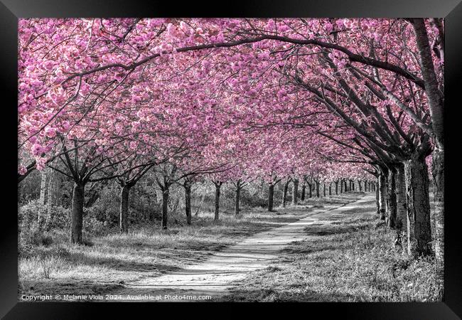 Charming cherry blossom alley in pink Framed Print by Melanie Viola