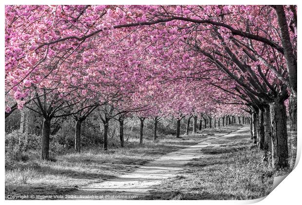 Charming cherry blossom alley in pink Print by Melanie Viola
