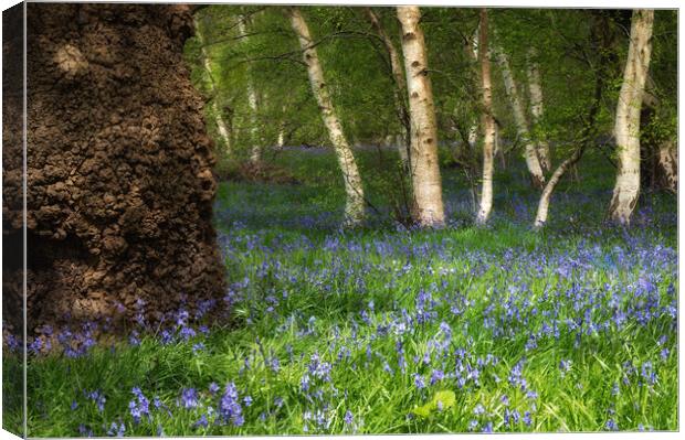 Bluebells in woodland  Canvas Print by PHILIP CHALK