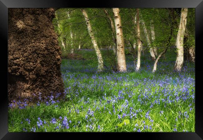 Bluebells in woodland  Framed Print by PHILIP CHALK