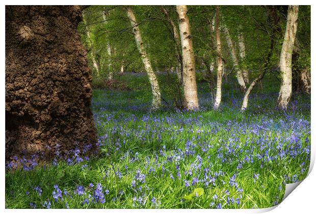 Bluebells in woodland  Print by PHILIP CHALK